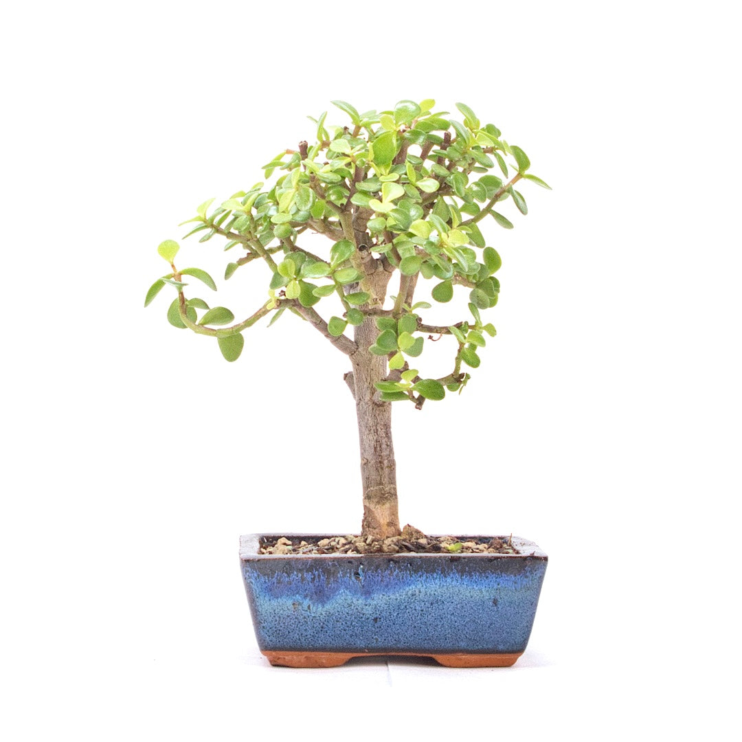 Speckbaum 'Portulacaria afra'